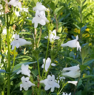 Foxglove Beardtongue (Penstemon digitalis)