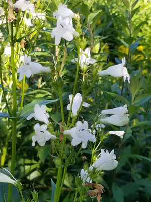 Sunny Pollinator Garden — Expanded (15 Plants)