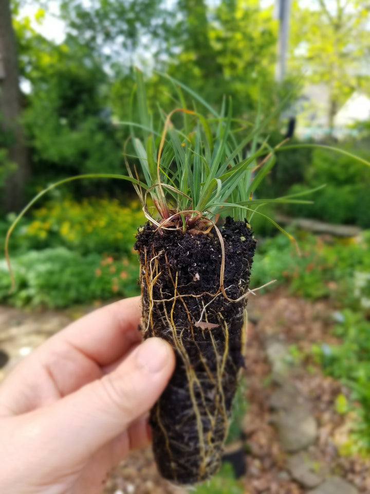 Hope Grows Nursery