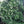 Arrowwood Viburnum (Viburnum dentatum) — 1 Gallon