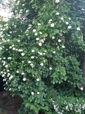 Arrowwood Viburnum (Viburnum dentatum) — 1 Gallon