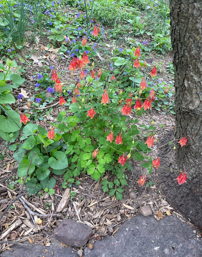 Eastern Columbine (Aquilegia canadensis)