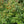 Winterberry Holly (Ilex verticillata) — 1 Gallon