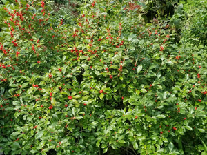 Winterberry Holly (Ilex verticillata) — 1 Gallon