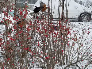 Winterberry Holly (Ilex verticillata) — 1 Gallon