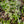 Woodland Stonecrop (Sedum ternatum)