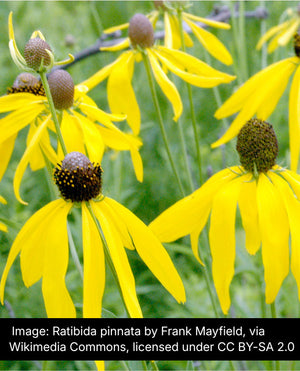 Sunny Meadow–Inspired Garden Expanded (15 Plants)