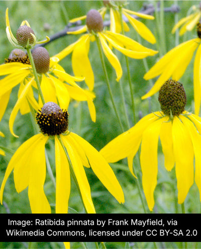 Yellow Coneflower (Ratibida pinnata)