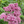 Swamp Milkweed (Asclepias incarnata)