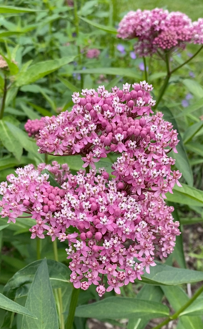 Swamp Milkweed (Asclepias incarnata)