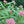Swamp Milkweed (Asclepias incarnata)