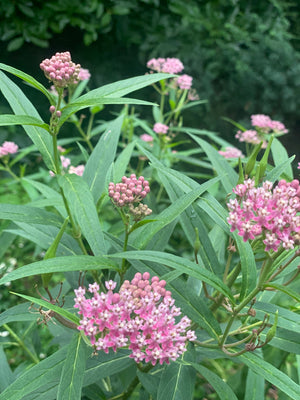 Swamp Milkweed (Asclepias incarnata)