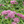 Swamp Milkweed (Asclepias incarnata)