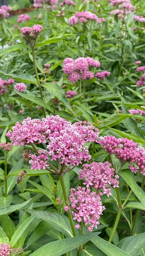 Swamp Milkweed (Asclepias incarnata)