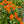 Butterfly Milkweed (Asclepias tuberosa)