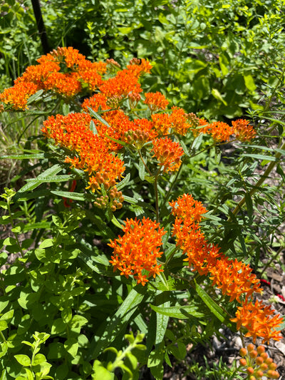 Butterfly Milkweed (Asclepias tuberosa)