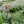 Sunny Border Garden Expanded (15 Plants)