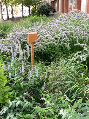 Sunny Border Garden Expanded (15 Plants)
