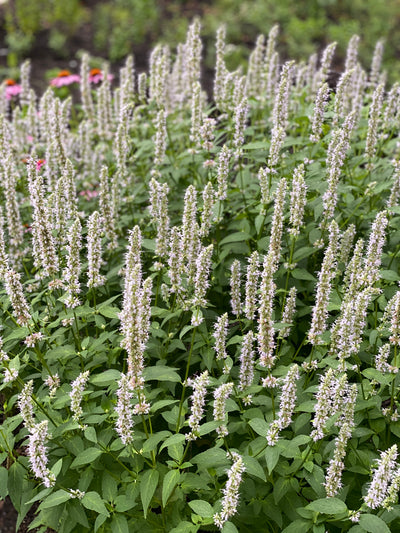 Anise Hyssop (Agastache foeniculum)