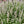 Sunny Border Garden (9 Plants)