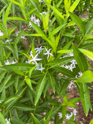 Eastern Bluestar (Amsonia tabernaemontana)