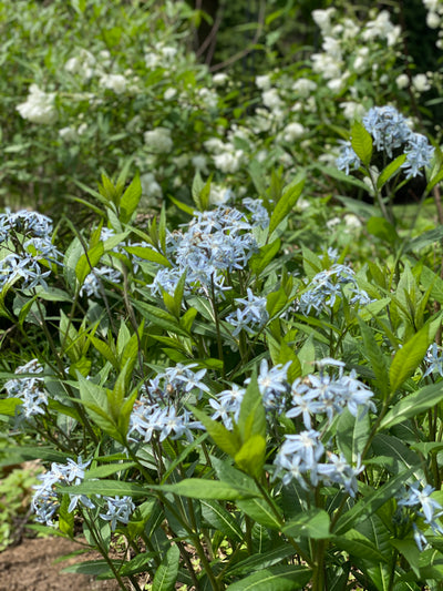 Eastern Bluestar (Amsonia tabernaemontana)