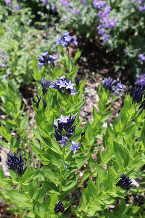 Sunny Pollinator Garden (9 Plants)