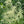 Goatsbeard (Aruncus dioicus)
