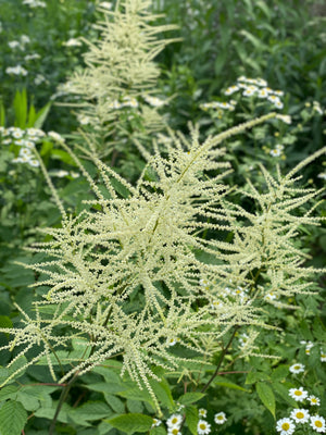Goatsbeard (Aruncus dioicus)