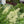 Goatsbeard (Aruncus dioicus)