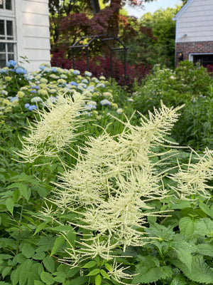 Goatsbeard (Aruncus dioicus)