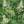 Goatsbeard (Aruncus dioicus)