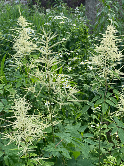Goatsbeard (Aruncus dioicus)