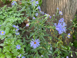 Sky Blue Aster (Symphyotrichum oolentangiense)