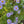 Sky Blue Aster (Symphyotrichum oolentangiense)