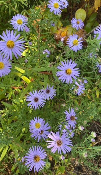 Sky Blue Aster (Symphyotrichum oolentangiense)