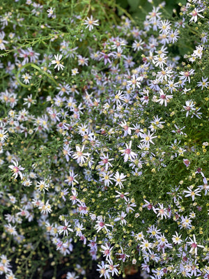 Shady Layered Garden (9 Plants)
