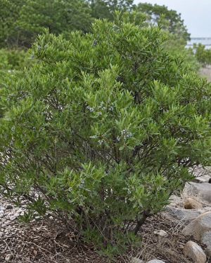 Northern Bayberry (Morella pensylvanica) — 1 Gallon