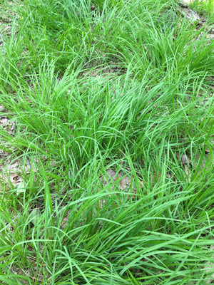 Shady Layered Garden (9 Plants)