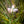 White Turtlehead (Chelone glabra)