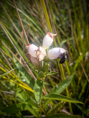 White Turtlehead (Chelone glabra)