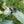White Turtlehead (Chelone glabra)