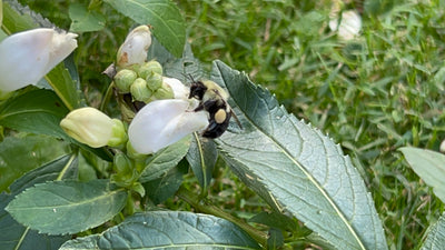 White Turtlehead (Chelone glabra)