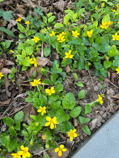 Green-and-Gold (Chrysogonum virginianum)