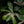 Sweet Pepperbush (Clethra alnifolia) — 1 Gallon
