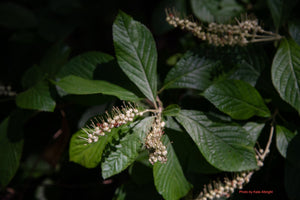 Sweet Pepperbush (Clethra alnifolia) — 1 Gallon