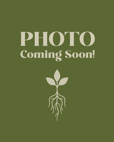 Long-Beaked Sedge (Carex sprengelii)