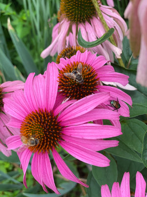Sunny Pollinator Garden — Expanded (15 Plants)