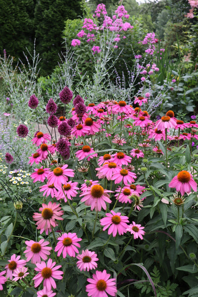 Purple Coneflower (Echinacea purpurea)