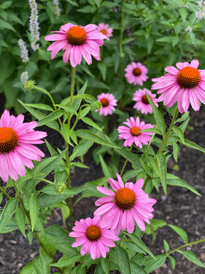 Purple Coneflower (Echinacea purpurea)